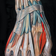 Illustration for article titled Who knew an illustration of an abdominal cavity could be so beautiful?
